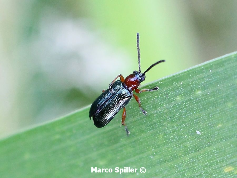 Oulema melanopus, Chrysomelidae